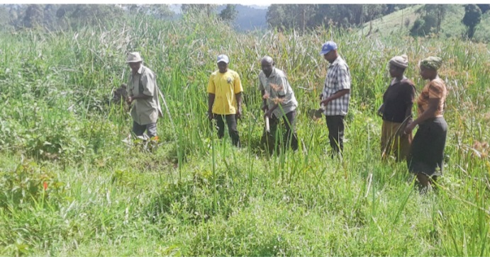 Wetland Restoration